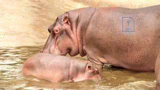 Best of Delhi Zoo I National Zoological Park Delhi [upl. by Aleakcim]