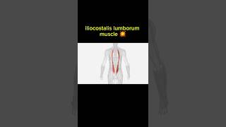 iliocostalis lumborum muscle 🤯  Upper limb muscle  3danatomy 3danimation humanbody [upl. by Lazor915]