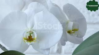 quotWhite Egret Orchid Natures Elegancequot [upl. by Sivahc]