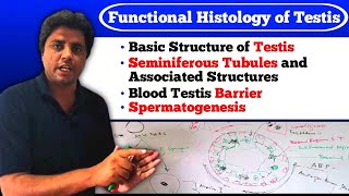 Histology of Testis [upl. by Wind]