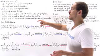 Introduction to Fatty Acid Metabolism [upl. by Massimo326]