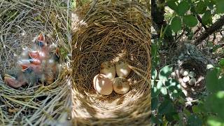 Midsummer surprises  Bird Nest Walk [upl. by Groot]