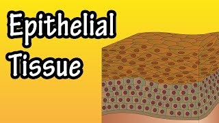 Epithelial Tissue  What Is Epithelial Tissue  Functions Of Epithelial Tissue  Epithelial Cells [upl. by Blount]