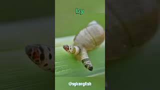 This Snails Not in Control MindControlling Parasite Takes Wheel ParasiteFacts NatureIsWeird [upl. by Florrie]