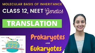 Translation  Class 12  Molecular Basis of Inheritance [upl. by Sudoeht]