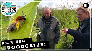 Insecten smullen van bloeiende bomen  TV  Vroege Vogels [upl. by Ailegnave388]