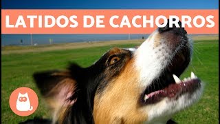 Latidos de cachorros os mais fofos e engraçados [upl. by Atilahs]