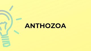 What is the meaning of the word ANTHOZOA [upl. by Layman]