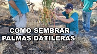 Como Trasplantar Palmas De Dátil  Trabajando En El Rancho Parte 7 [upl. by Dez289]