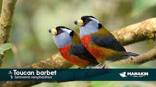 Toucan Barbet  Birds Colombia  Manakin Nature Tours [upl. by Elidad546]