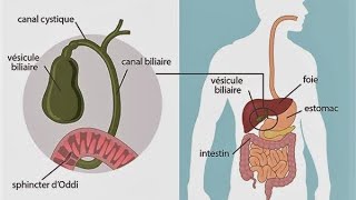 GATSRO ENTEROLOGIE  physiologie de la sécrétion biliaire [upl. by Nichola]