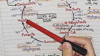 Krebs cycle  glucosemetabolism  biochemistry [upl. by Groot]