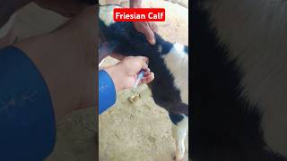 Friesian Calf  Butalex Injection  calf  calving  im  shorts [upl. by Gereld407]