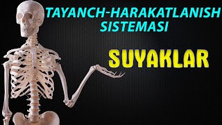 Tayanchharakatlanish sistemasi  Skelet  Suyaklar [upl. by Januisz916]