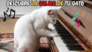 ¿Tu Gato Estresado Descubre Los Sonidos Mágicos Para Calmarlo [upl. by Semela]