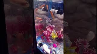 Cichlid fish tank  Cichlids Fish tank  Polar parrot fish fish fish cichlid aquariumlovers [upl. by Remliw901]