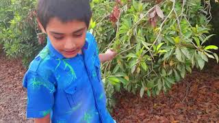 The secret of Manilkara Zapota  Chicko Farm  Shaheem and Sameem [upl. by Mahsih]