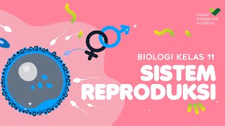 BIOLOGI Kelas 11  Sistem Reproduksi PART 1  GIA Academy [upl. by Sheff]