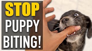 STOP Puppy Biting With A DIFFERENT Approach [upl. by Lukasz]