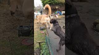 Deerhound Saluki Cross Jumping Over Fence music dancehall bobmarley song dog puppy pointer [upl. by Perce]