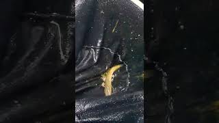 Catching channa marulius in wild fishing fishingvideo subscribe [upl. by Baten423]