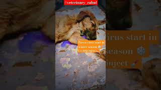 Parvo virus 🦠👨🏻‍⚕️⚕️🏥veterinaryrahul beats doctorofveterinarymedicine doctorlife doglover [upl. by Danette]