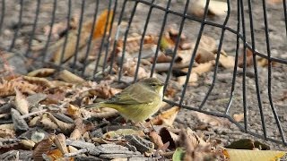 Bird Watching Fall Warblers in Central Park NYC [upl. by Nich]