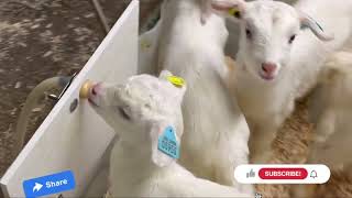 Dairy Goats kids rearing system  Rearing Goats kids information [upl. by Cassell]