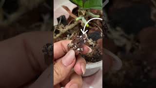 Cuidados de Orquideas Cochinilla Algodonosa en Orquideas 😰 Cómo eliminarlas Paso a Paso ShortsVideo [upl. by Eussoj816]