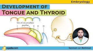 Development of Tongue and Thyroid  Embryology Video Lectures  Medical  VLearning  sqadiacom [upl. by Aihsenod]