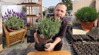 French Lavender Spanish Lavender Stoechas  How to grow and care [upl. by Eugnimod]