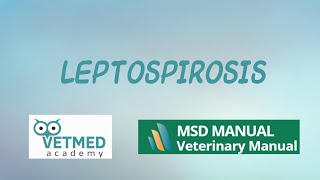 Leptospirosis [upl. by Eednim]