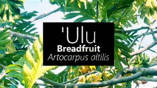 ʻUlu Breadfruit Artocarpus altilis [upl. by Atnwahsal]