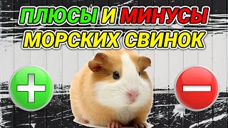 Морские свинки  плюсы и минусы Морские свинки как домашние животные [upl. by Addam]