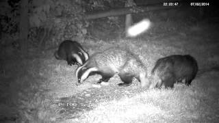 Badger whine growl chatter and chase   with sound [upl. by Ojytteb933]