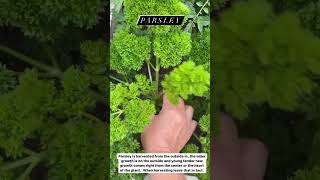 How to Pick Fresh Parsley [upl. by Sussna]