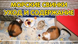 Морские свинки  уход и содержание Как ухаживать за морскими свинками в домашних условиях [upl. by Sulienroc]