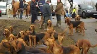 Coakham Bloodhounds 14 Feb 2009wmv [upl. by Ecikram]