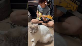 Mステはじまるよ〜🐱🐱🎸 [upl. by Yenruogis]