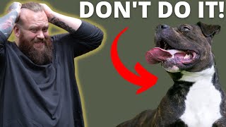 WHY YOU SHOULDNT GET A STAFFORDSHIRE BULL TERRIER [upl. by Arimat180]