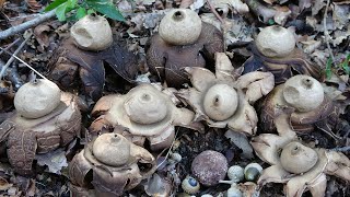 Geastrum triplex  Estrella de tierra triple  Collared Earthstar [upl. by Atiekahs310]