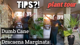 PLANT TOUR amp DUMB CANE CARE TIPS [upl. by Einreb]