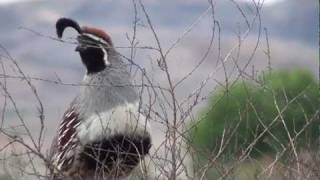 Gambels Quail Callipepla gambelii Calling [upl. by Maller]