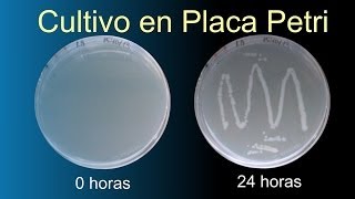 Cultivo bacteriano en placa Petri Divulgación científica IQOGCSIC [upl. by Ginger]