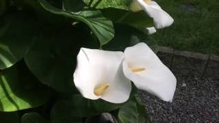 SOME CALLA LILLY CARE TIPS GIANT CALLA LILLY Zantedeschia aethiopica IN FULL BLOOM1080p [upl. by Sacul]