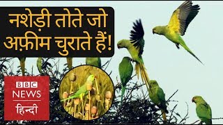 Opium addicted Parrots big worry for farmers BBC Hindi [upl. by Liatnahs]