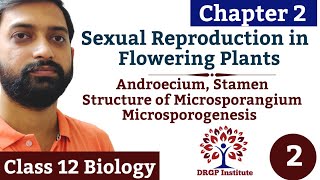 RBSE  Chapter 2  Sexual Reproduction in Flowering Plants  Structure of Microsporangium  Part2 [upl. by Neelac]