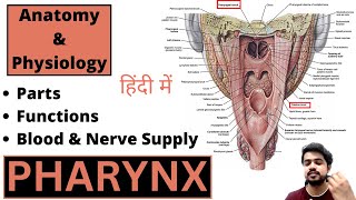 Pharynx Anatomy and Physiology  Nasopharynx  Oropharynx  Laryngopharynx  Hindi [upl. by Allemap498]