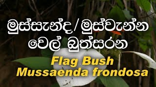 Mussanda  Mus wenna  wel buthsarana  Flag Bush  Mussaenda frondosa ayurvedic plant [upl. by Llarret]