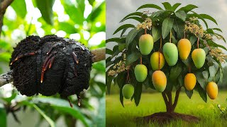 How to propagation mango tree by air layering  With 100 success [upl. by Ellened]